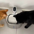 Fontaine à Eau pour Chat Sans Fil - Inox 4 L avec deux chats en train de boire
