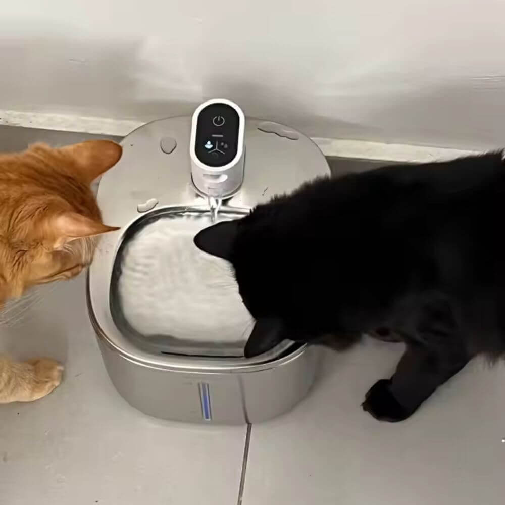 Fontaine à Eau pour Chat Sans Fil - Inox 4 L avec deux chats en train de boire